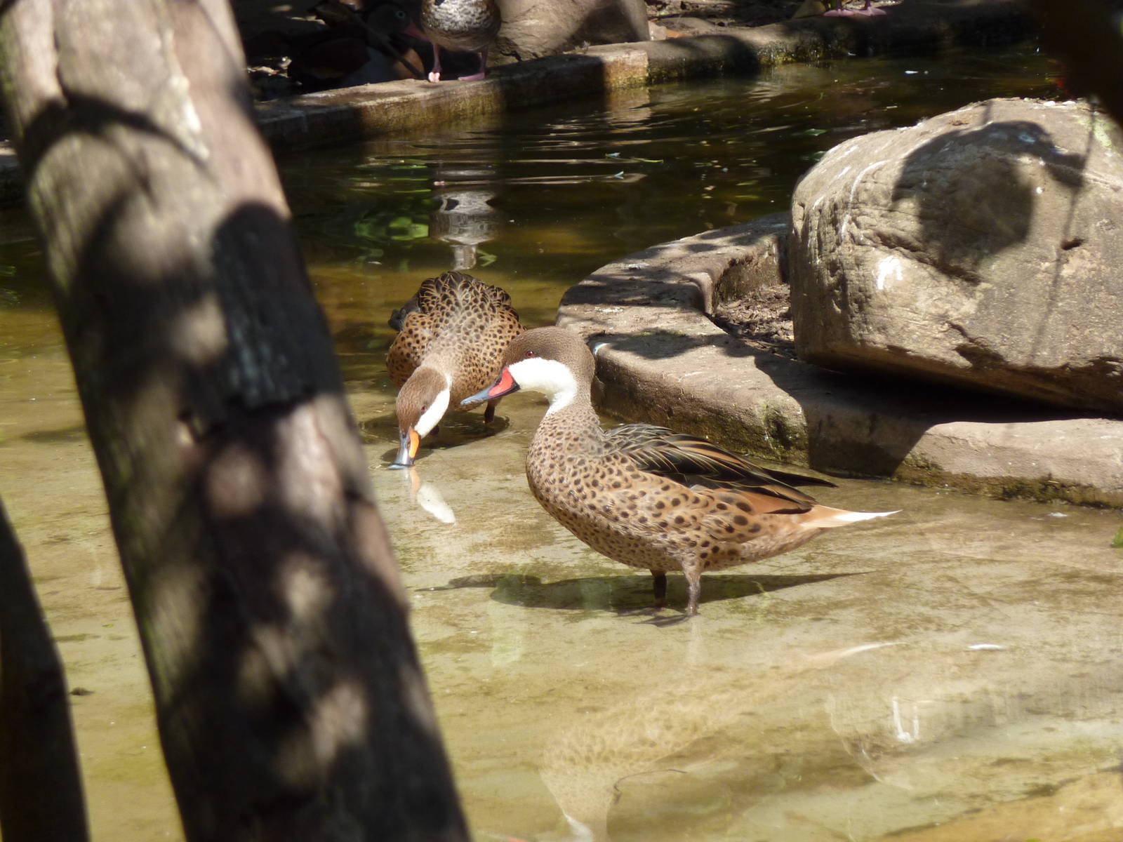Bahama pintails