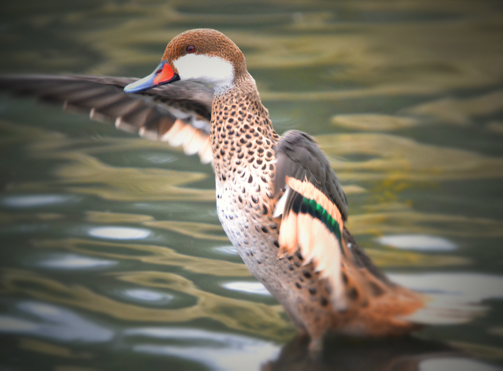 Bahama pinteal drake