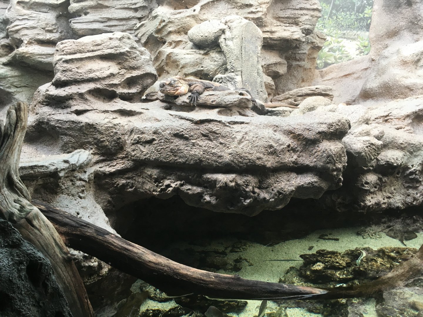 Bahamanian Rock Iguana Exhibit