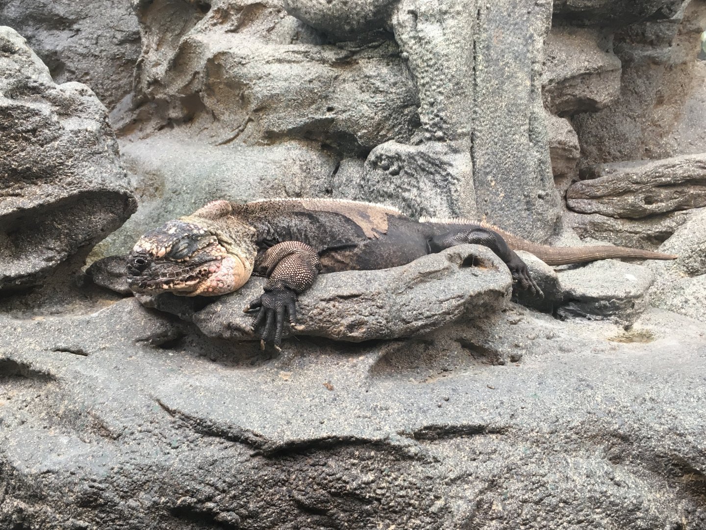 Bahamanian Rock Iguana
