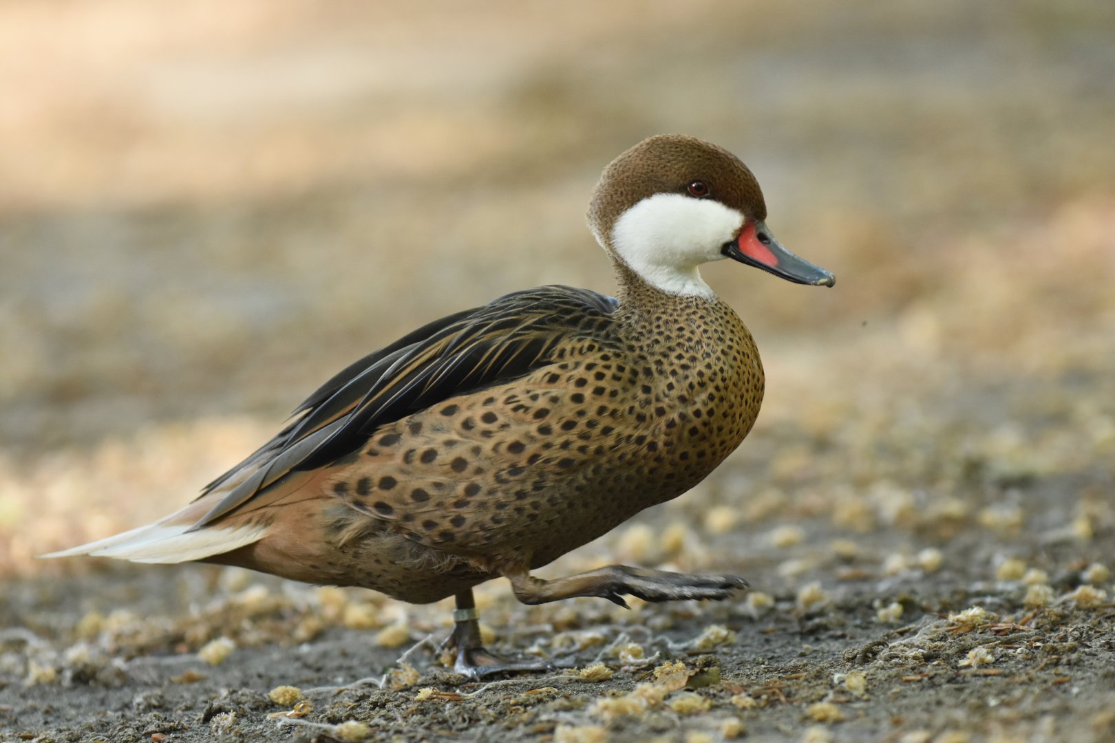 Bahamas pintail (Anas bahamensis)
