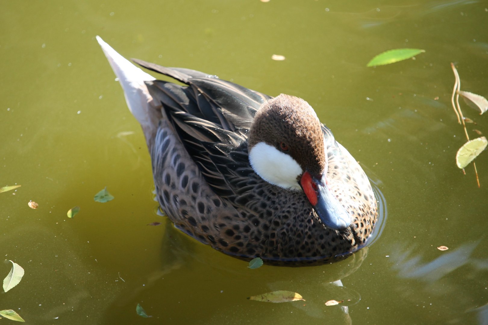 Bahamas Pintail (Anas bahamensis)