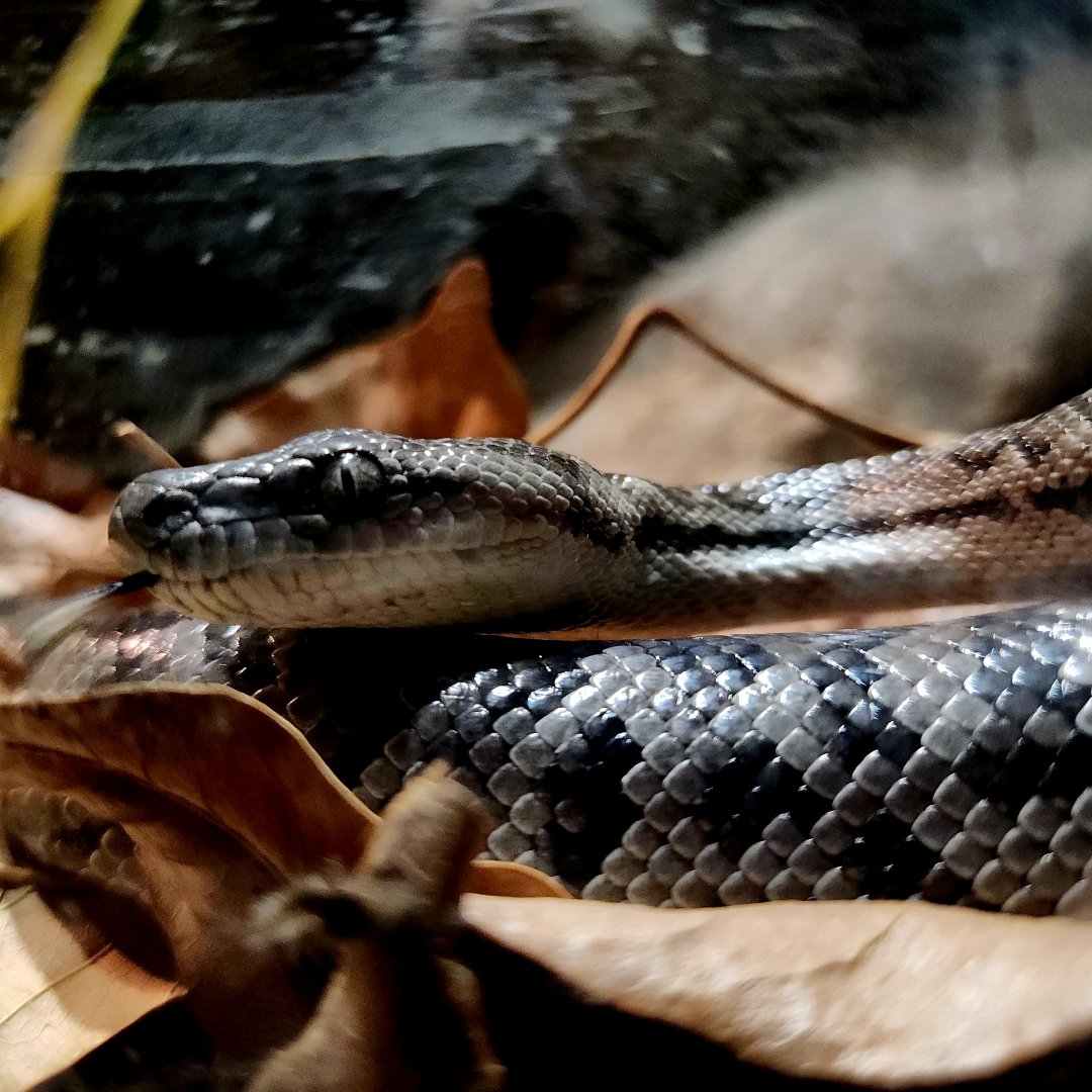 Bahamian Boa (Chilabothrus strigilatus)
