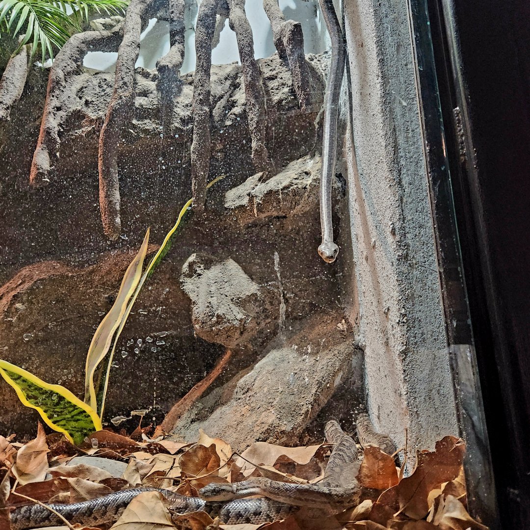 Bahamian Boas (Chilabothrus strigilatus)
