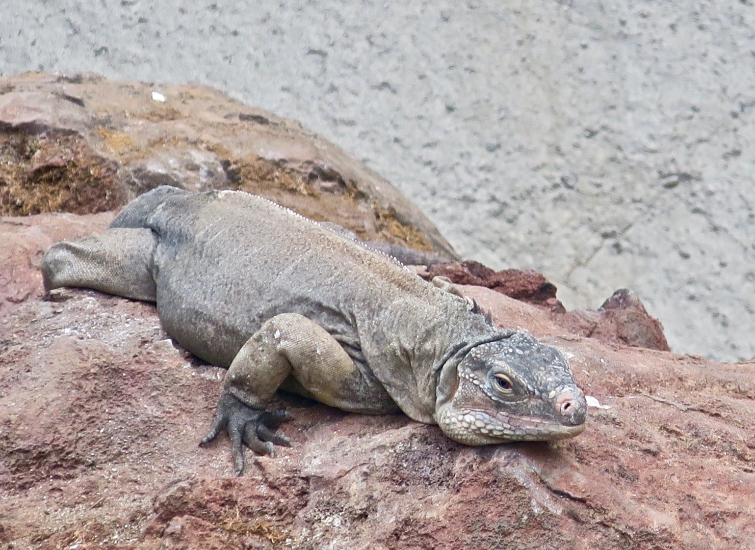 Bahamian Rock Iguana (Cyclura rileyi rileyi)