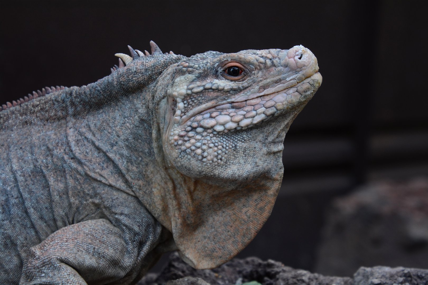 Bahamian rock iguana (Cyclura rileyi rileyi)