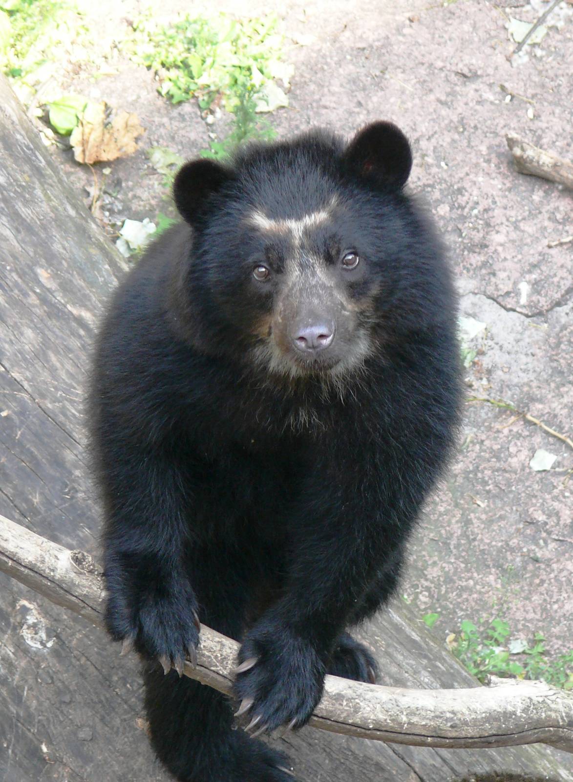Bahia, Durrell, Tierpark, Andean bear,