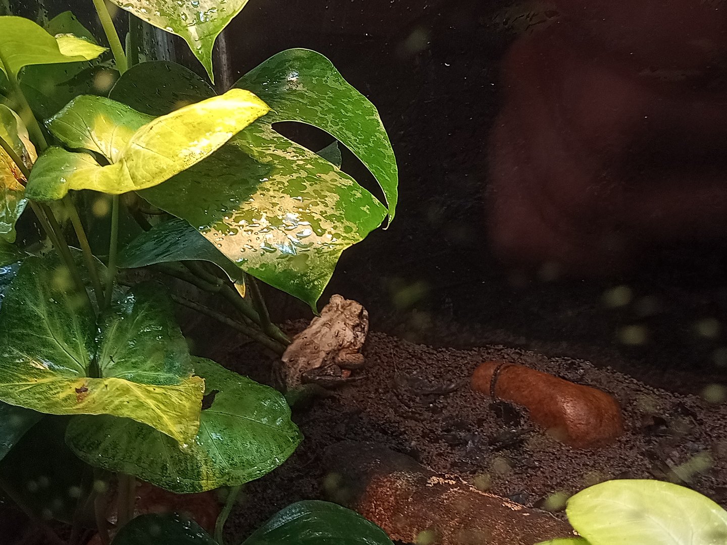 Bahia Forest toad