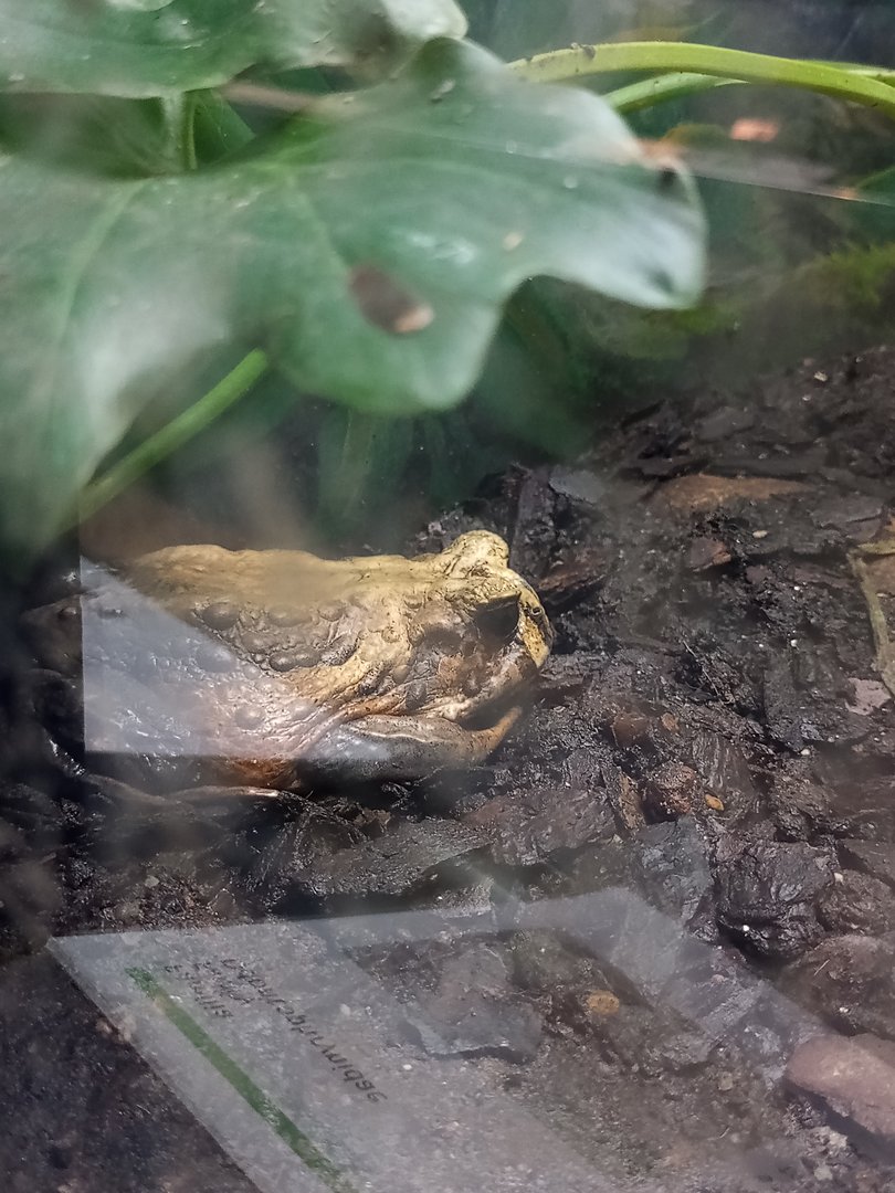 Bahia Forest toad