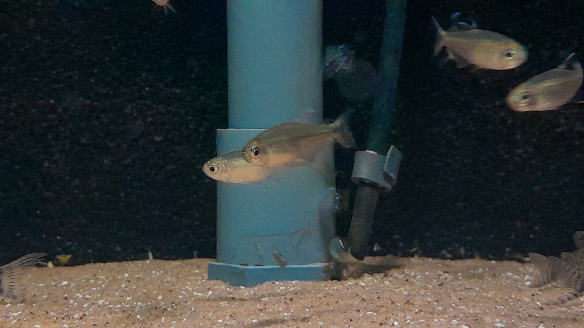 Bahia Gold Tetra (Hyphessobrycon parvellus)