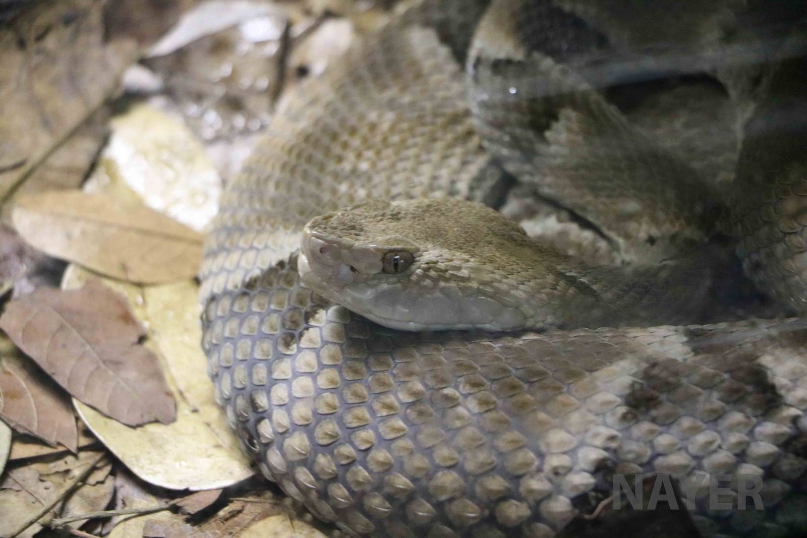 Bahia lancehead - Instituto Butantan, 2016
