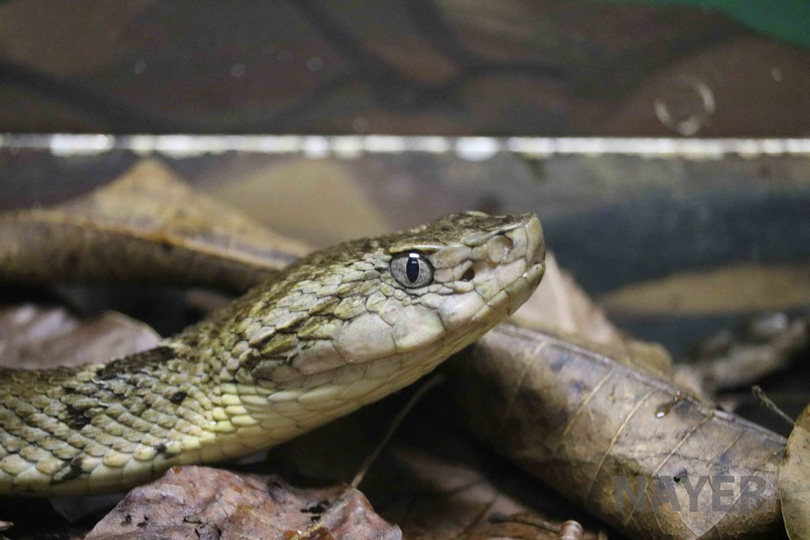 Bahia lancehead - Instituto Butantan, April 2016