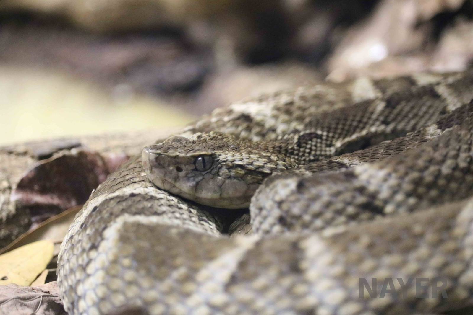 Bahia lancehead - Instituto Butantan, March 2016