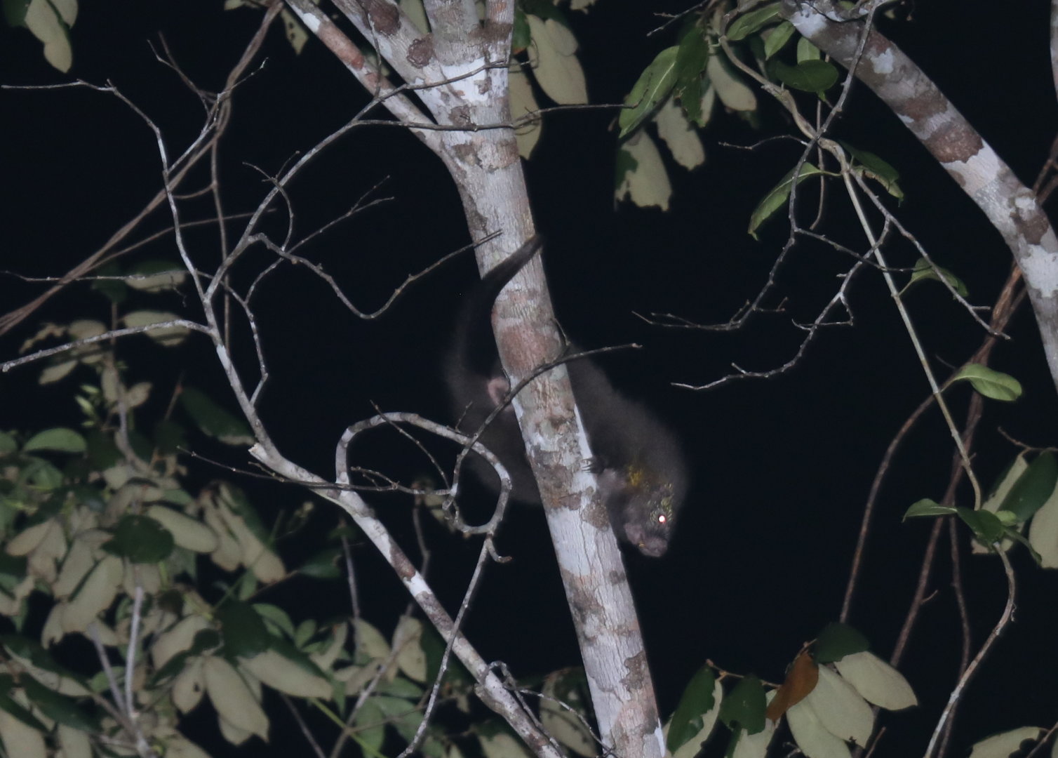Bahia porcupine (Coendou insidiosus)