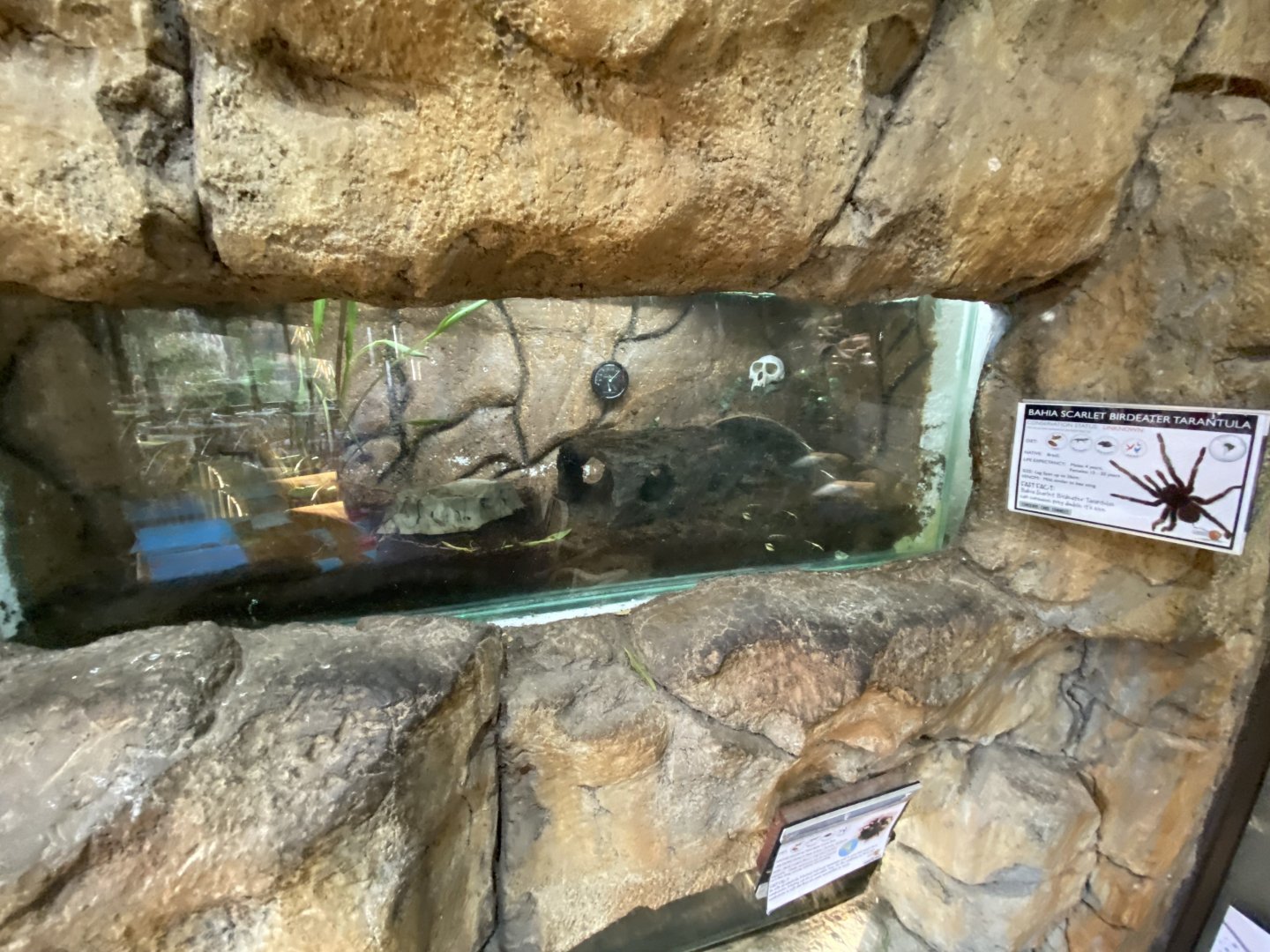 Bahia scarlet bird eater tarantula exhibit