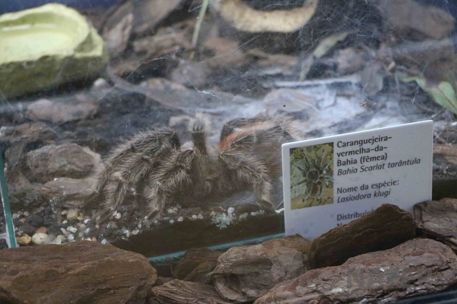 Bahia scarlet tarantula- Instituto Butantan, 2016