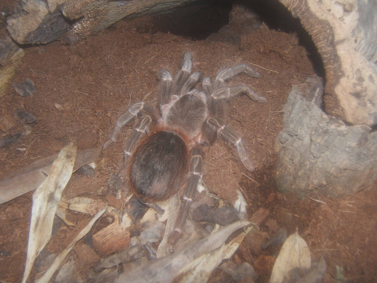 Bahia Scarlet Tarantula (Lasiodora klugi)