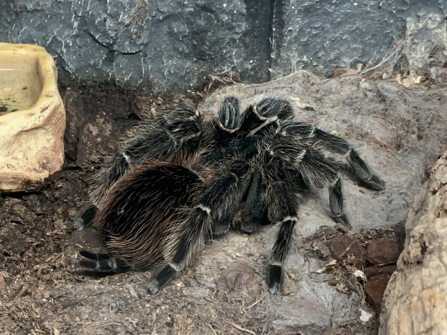 Bahia scarlet tarantula