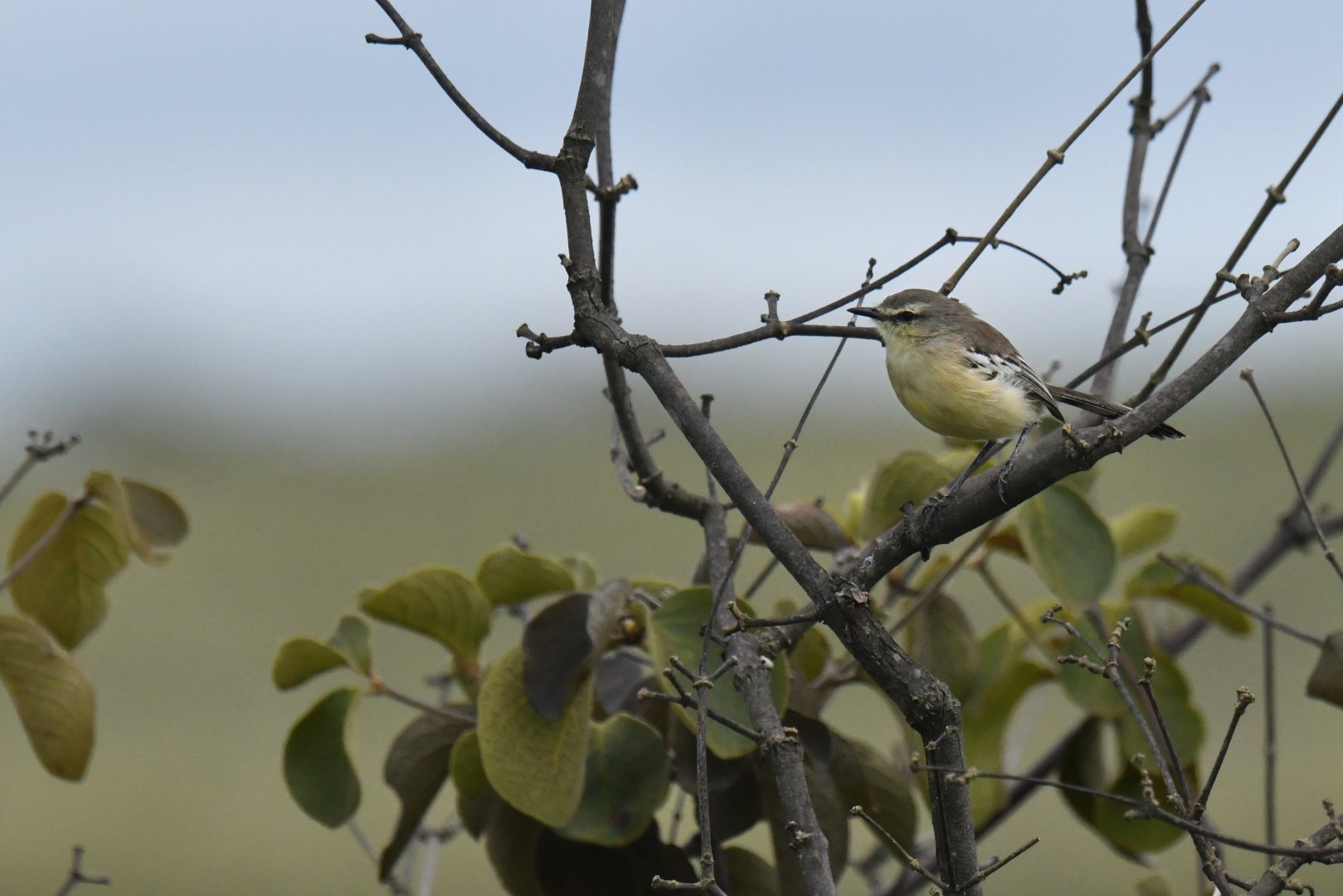 Bahia Wagtail-Tyrant Stigmatura bahiae