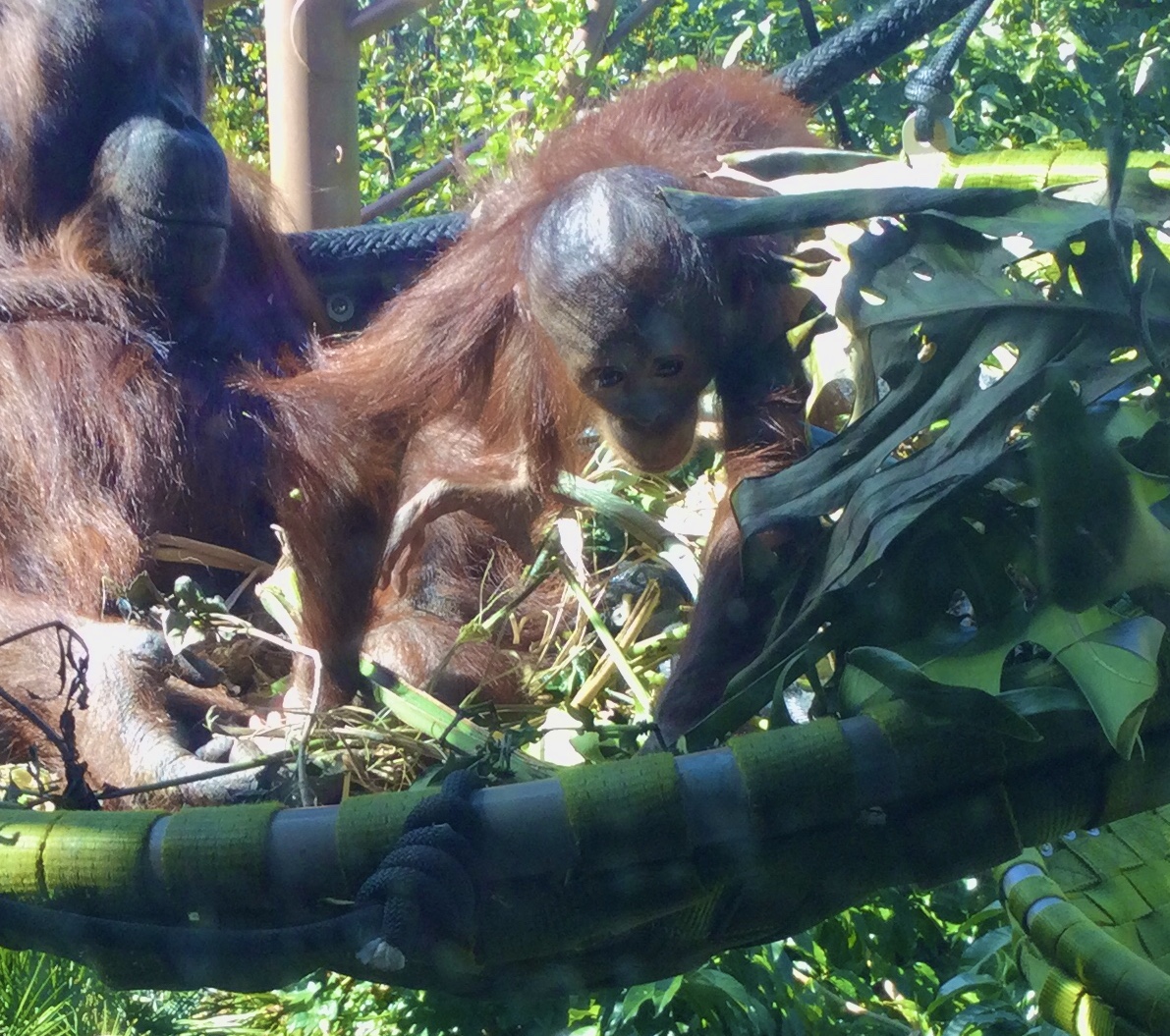 Bahmi (Bornean Orangutan) - 17 months