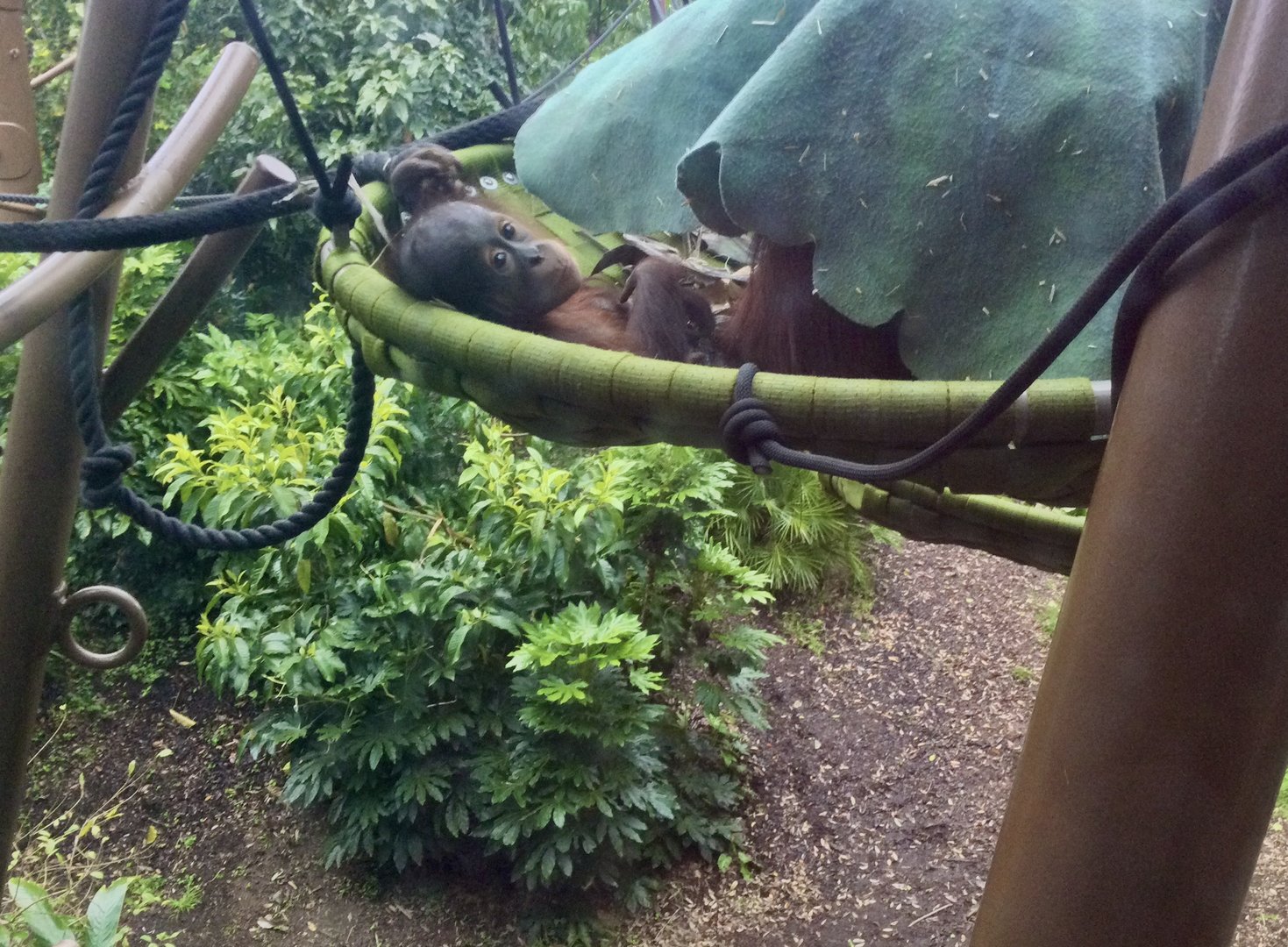 Bahmi (Bornean Orangutan)