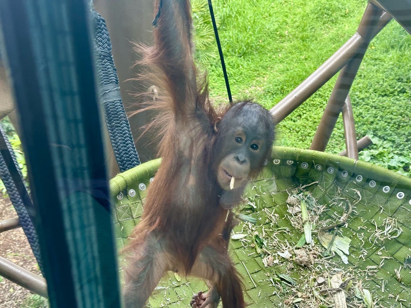Bahmi (Bornean Orangutan)