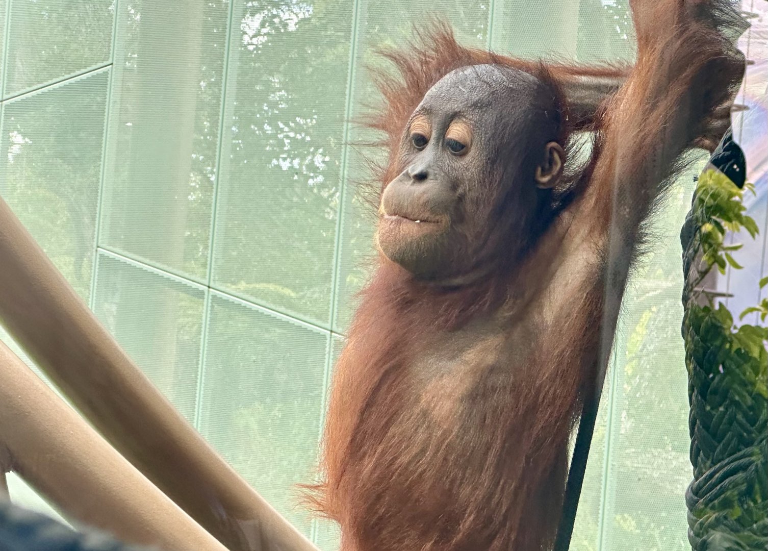 Bahmi (Bornean Orangutan)
