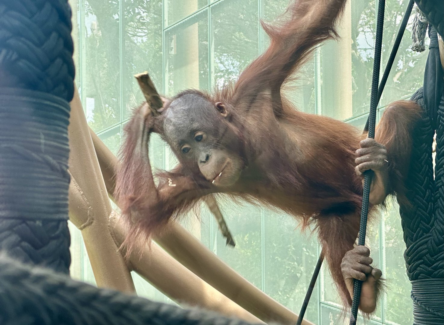Bahmi (Bornean Orangutan)