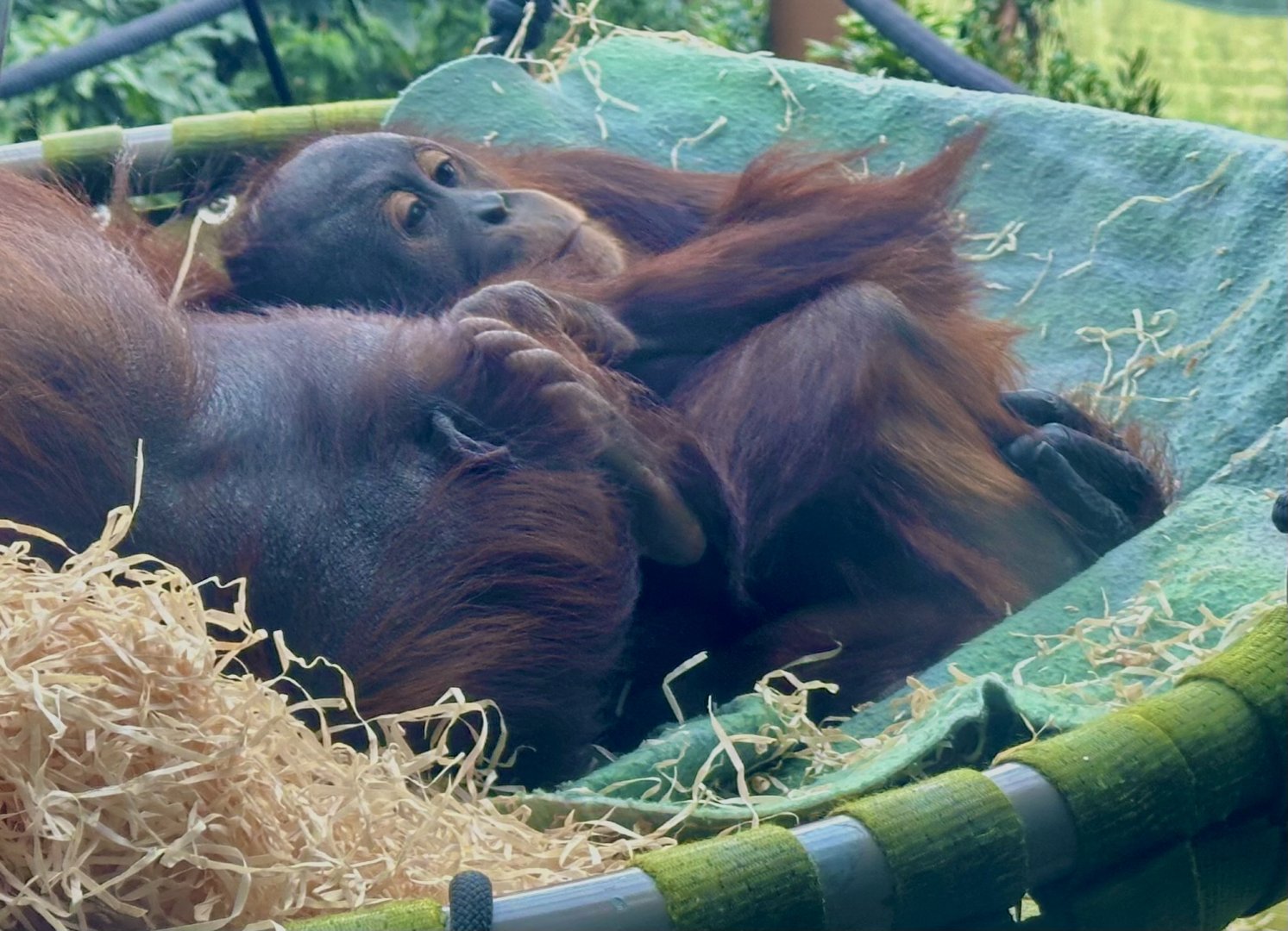 Bahmi (Bornean Orangutan)