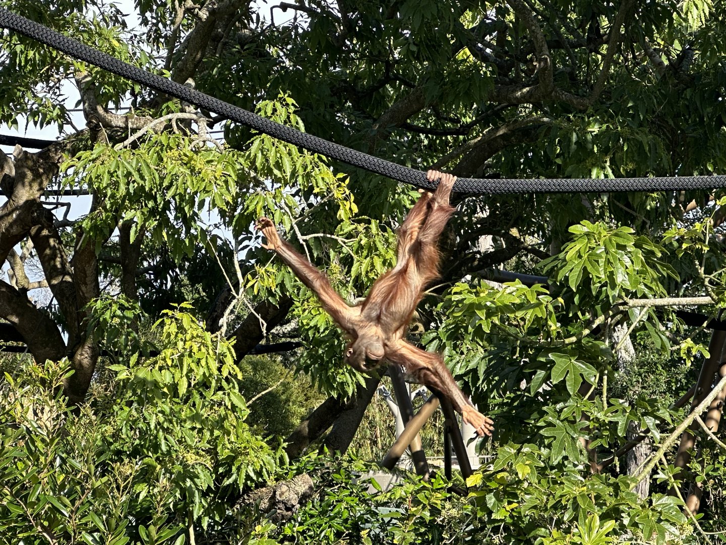 Bahmi (Bornean Orangutan)