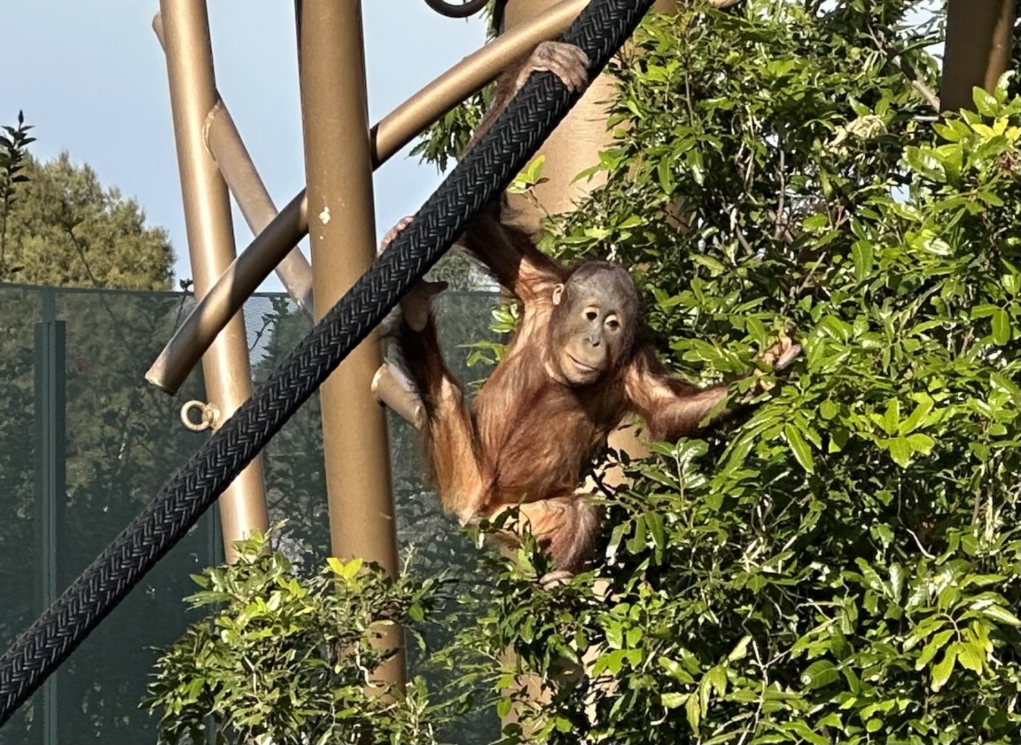 Bahmi (Bornean Orangutan)