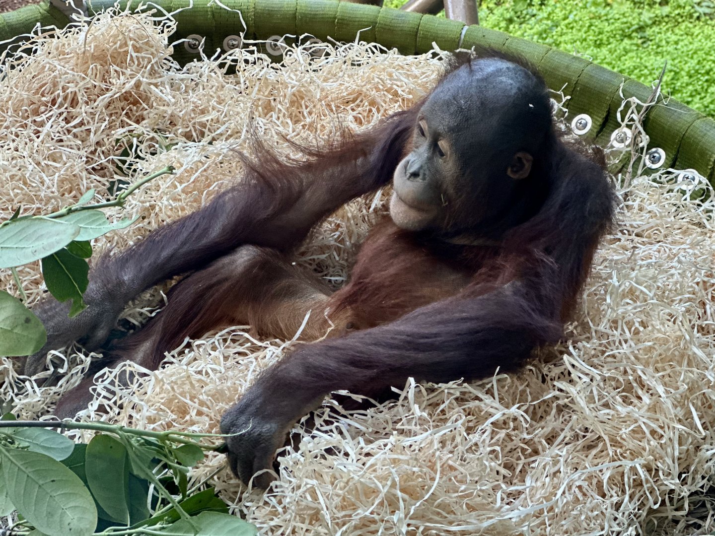 Bahmi (Bornean Orangutan)