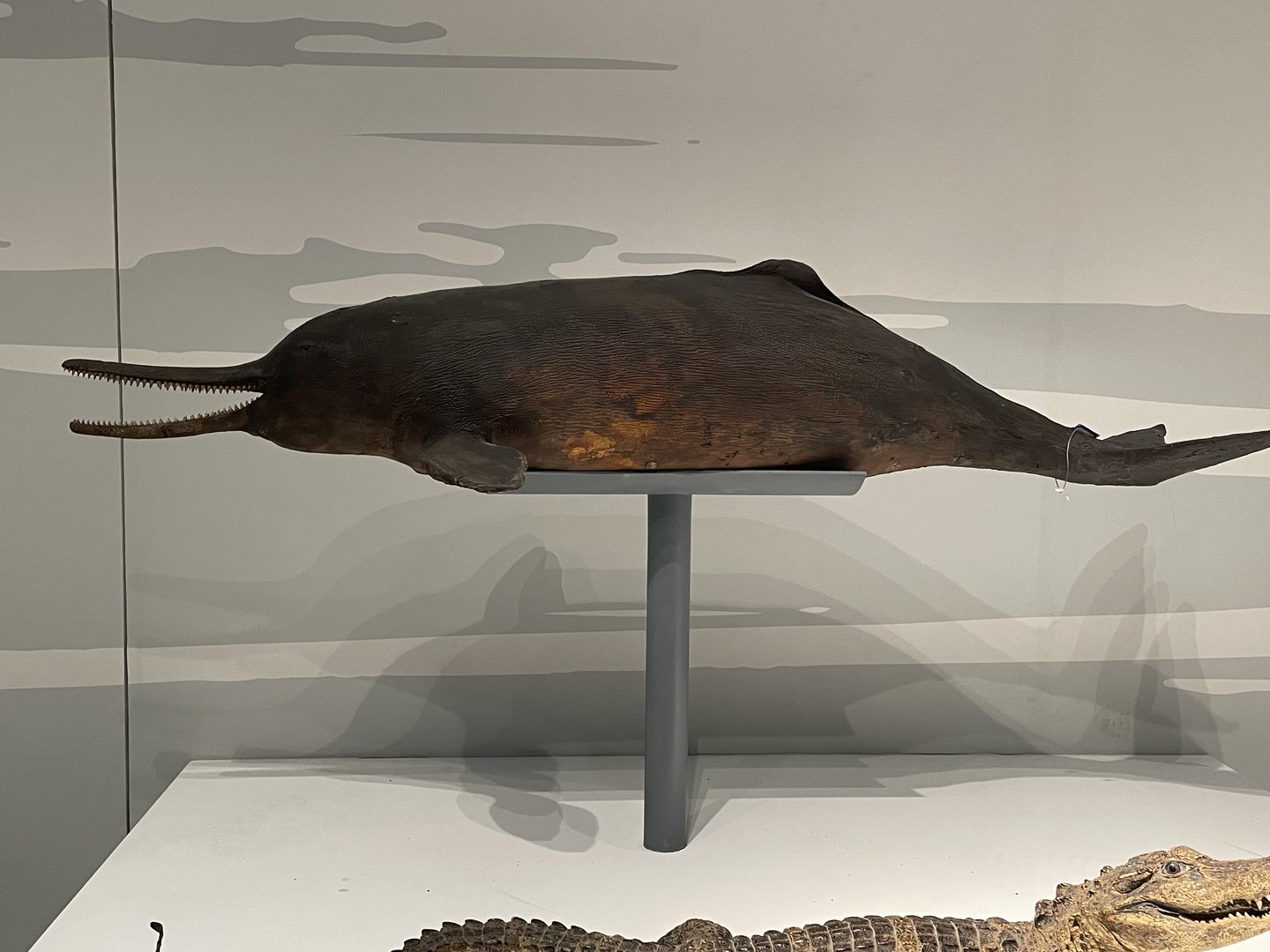 Baiji/ Lipotes vexillifer from Wuhan University Wanlin Museum