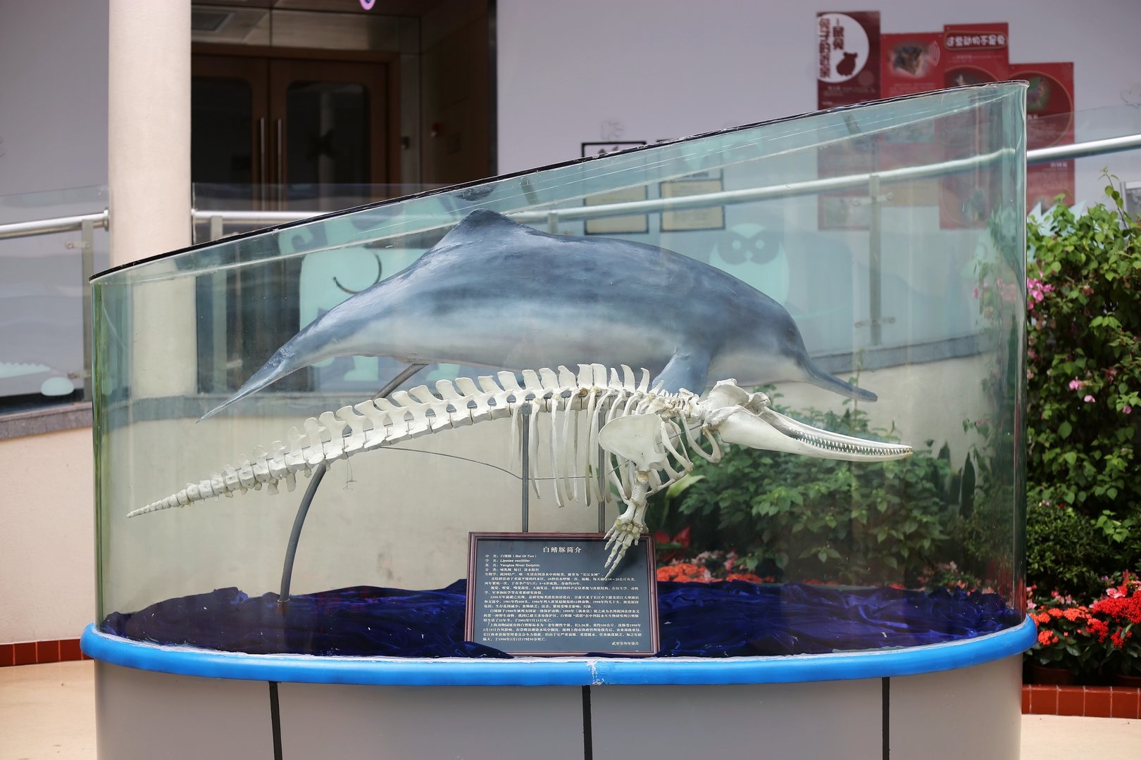 Baiji (Lipotes vexillifer), Mounted Skin and Skeleton