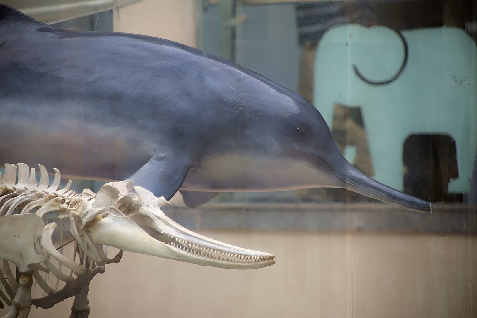 Baiji (Lipotes vexillifer), the second to last wild specimen