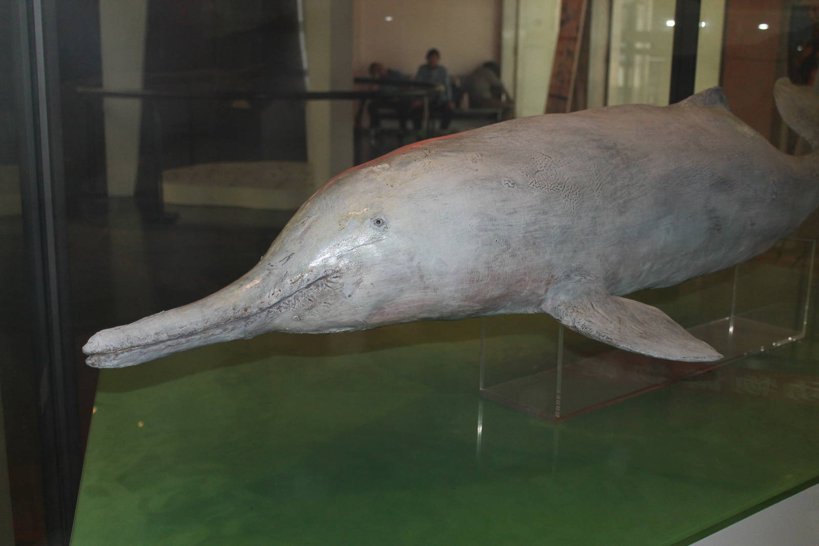 Baiji (Lipotes vexillifer)