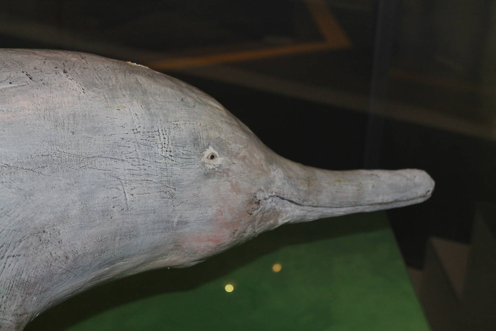 Baiji (Lipotes vexillifer)