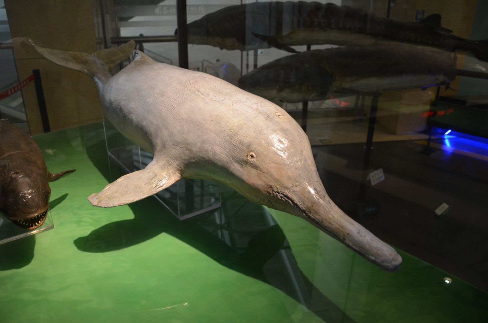 Baiji/Lipotes vexillifer