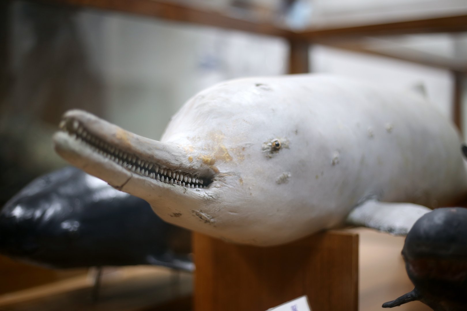 Baiji (Lipotes vexillifer)