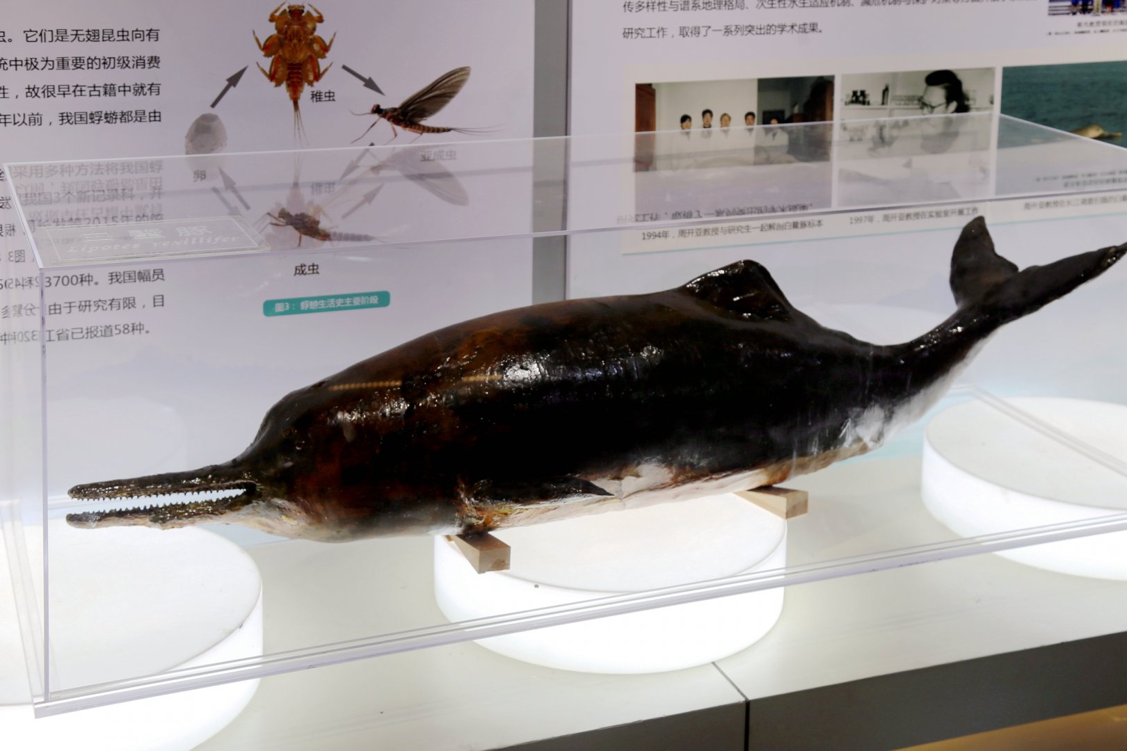 Baiji (Lipotes vexillifer)