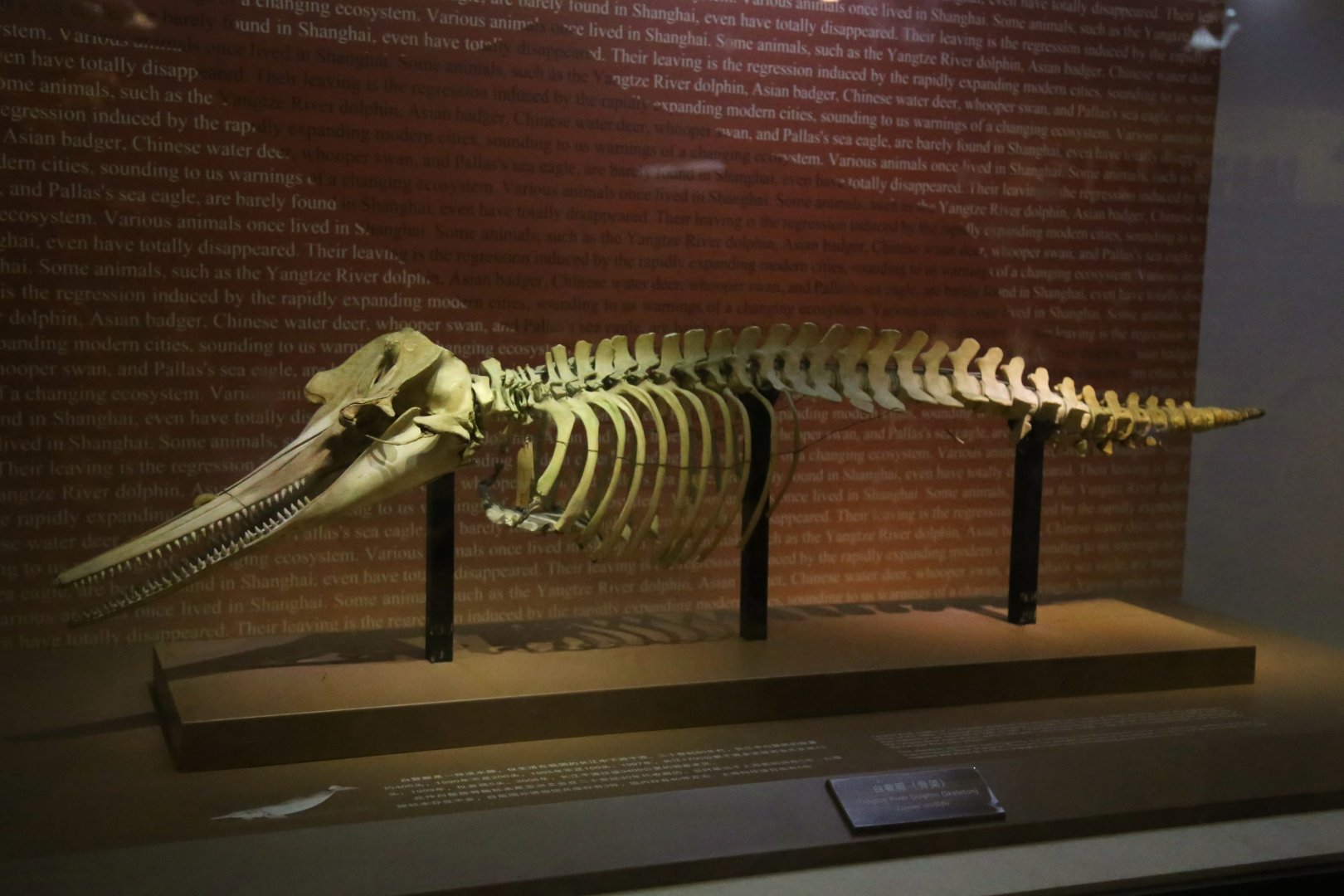 Baiji (Lipotes vexillifer)