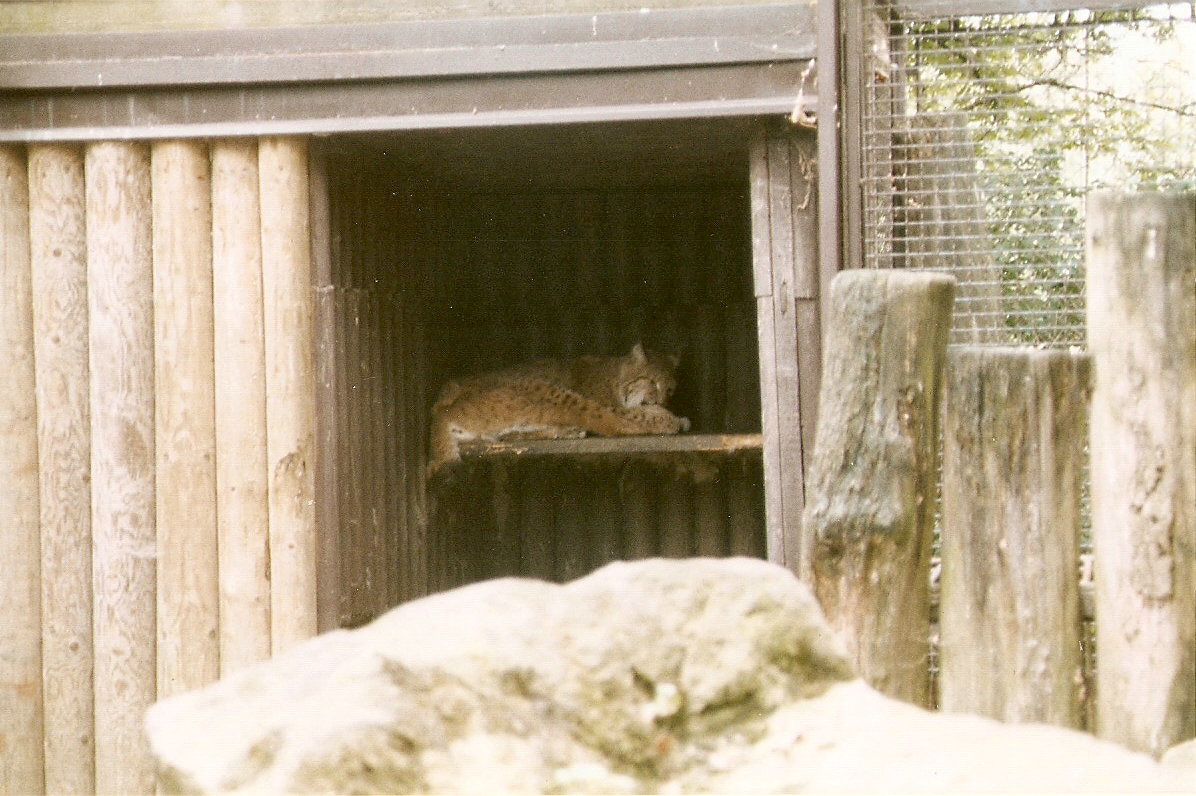 Baikal Lynx at Dvur Kralove 04/09/2003