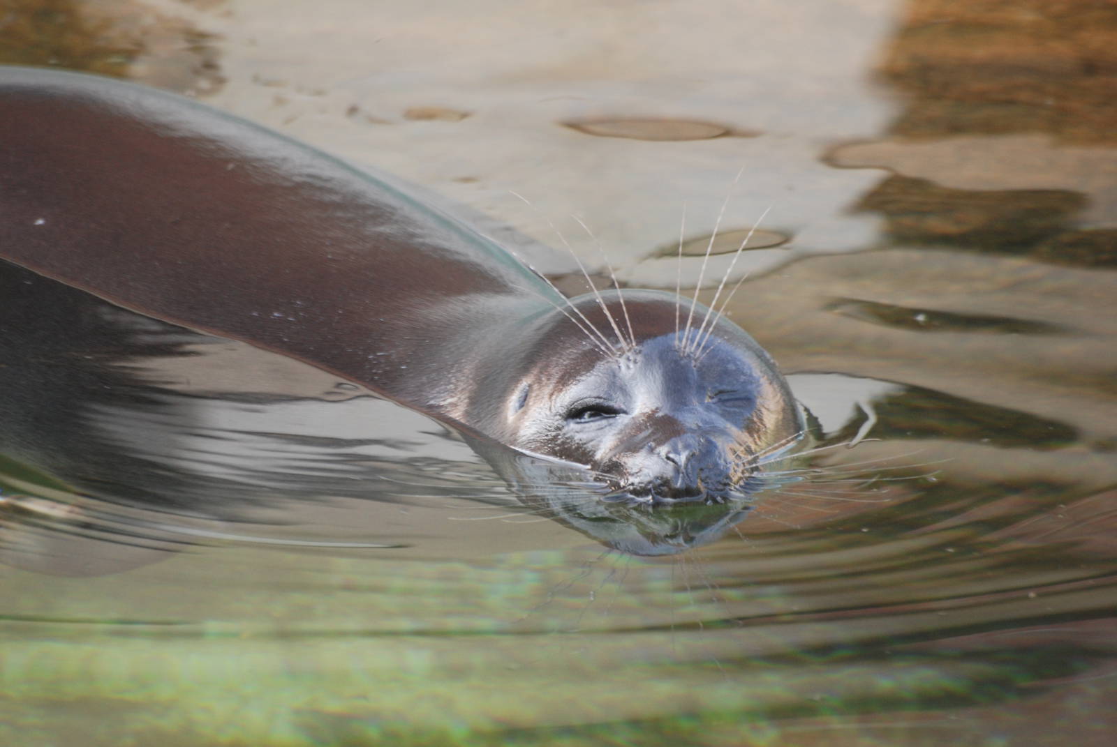 Baikal Seal at Leipzig, 02/09/11