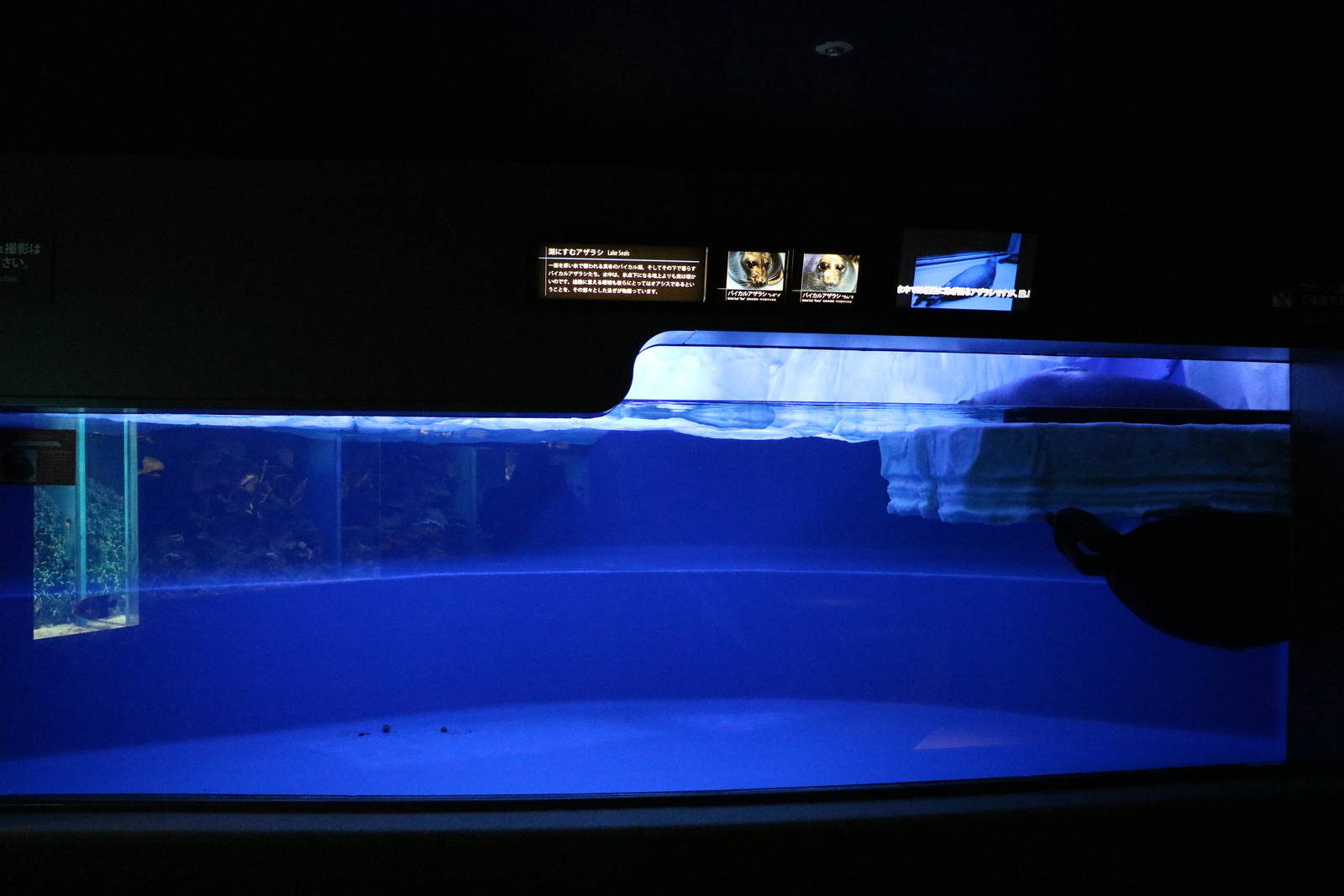 Baikal seal enclosure - Sunshine Aquarium Tokyo, February 2016