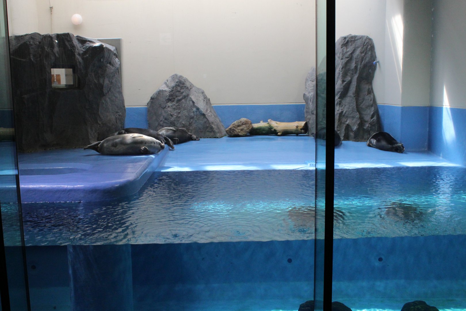 Baikal seal exhibit