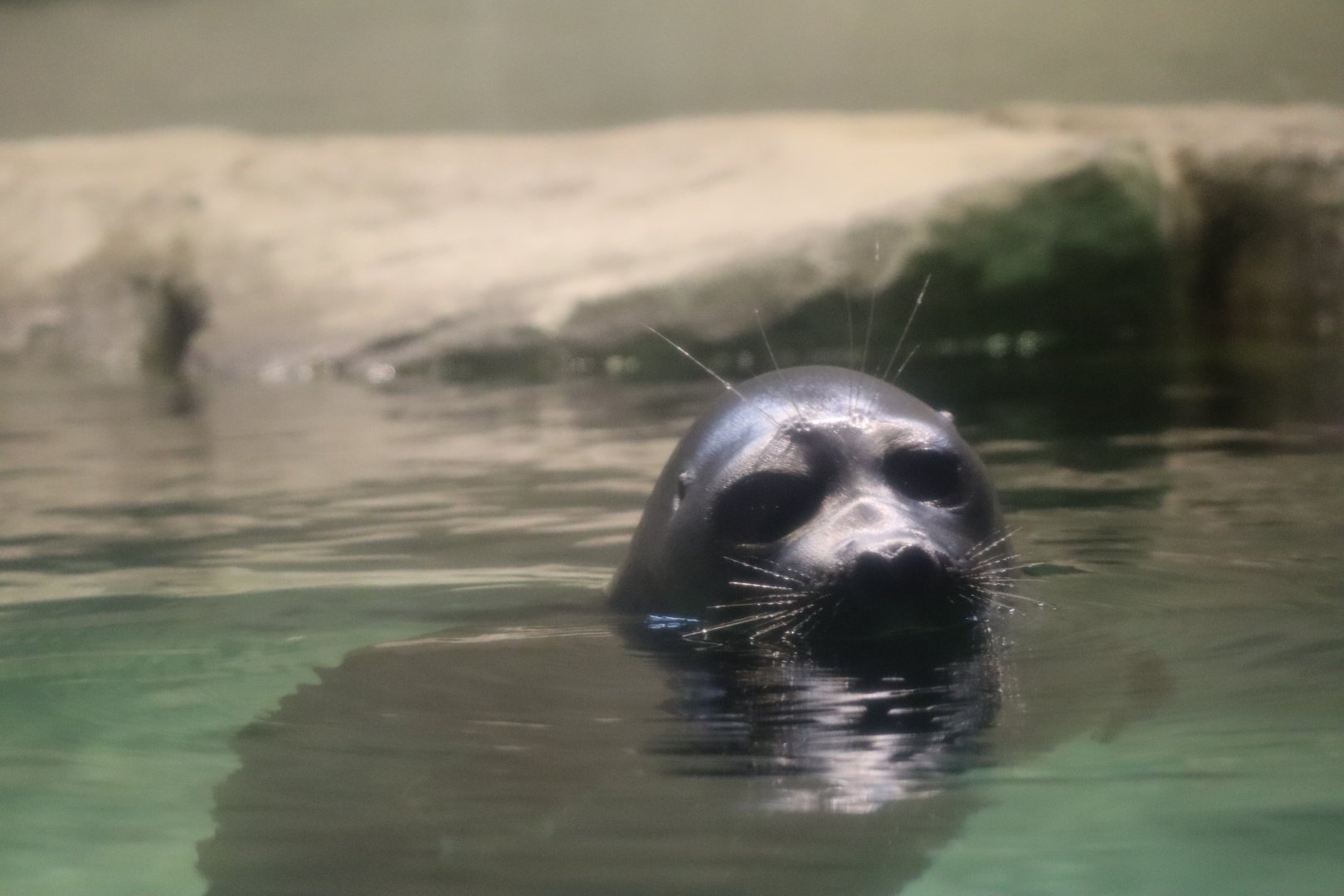 Baikal seal (Phoca sibirica)