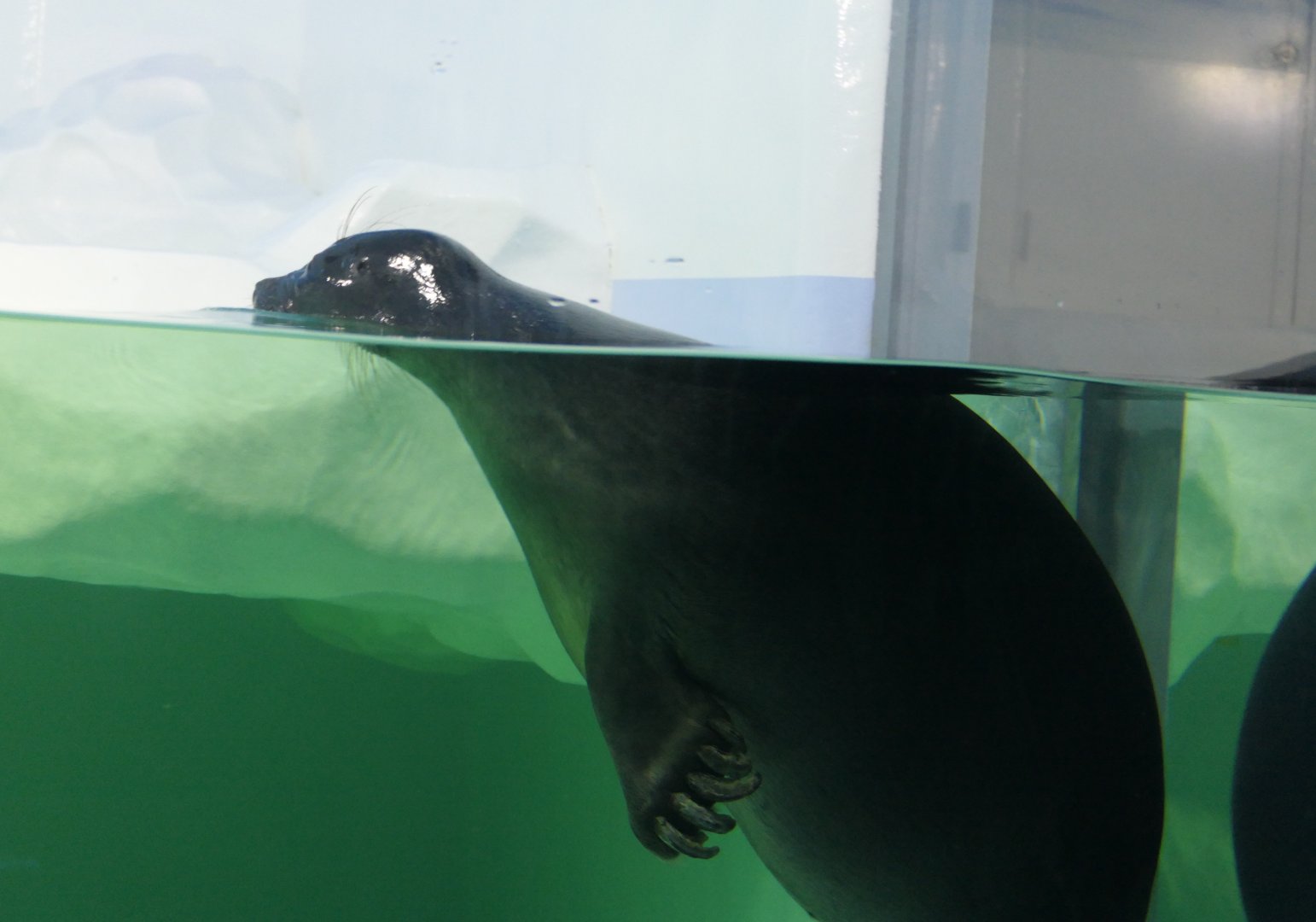 Baikal Seal (Pusa sibirica) - Lake Biwa Museum