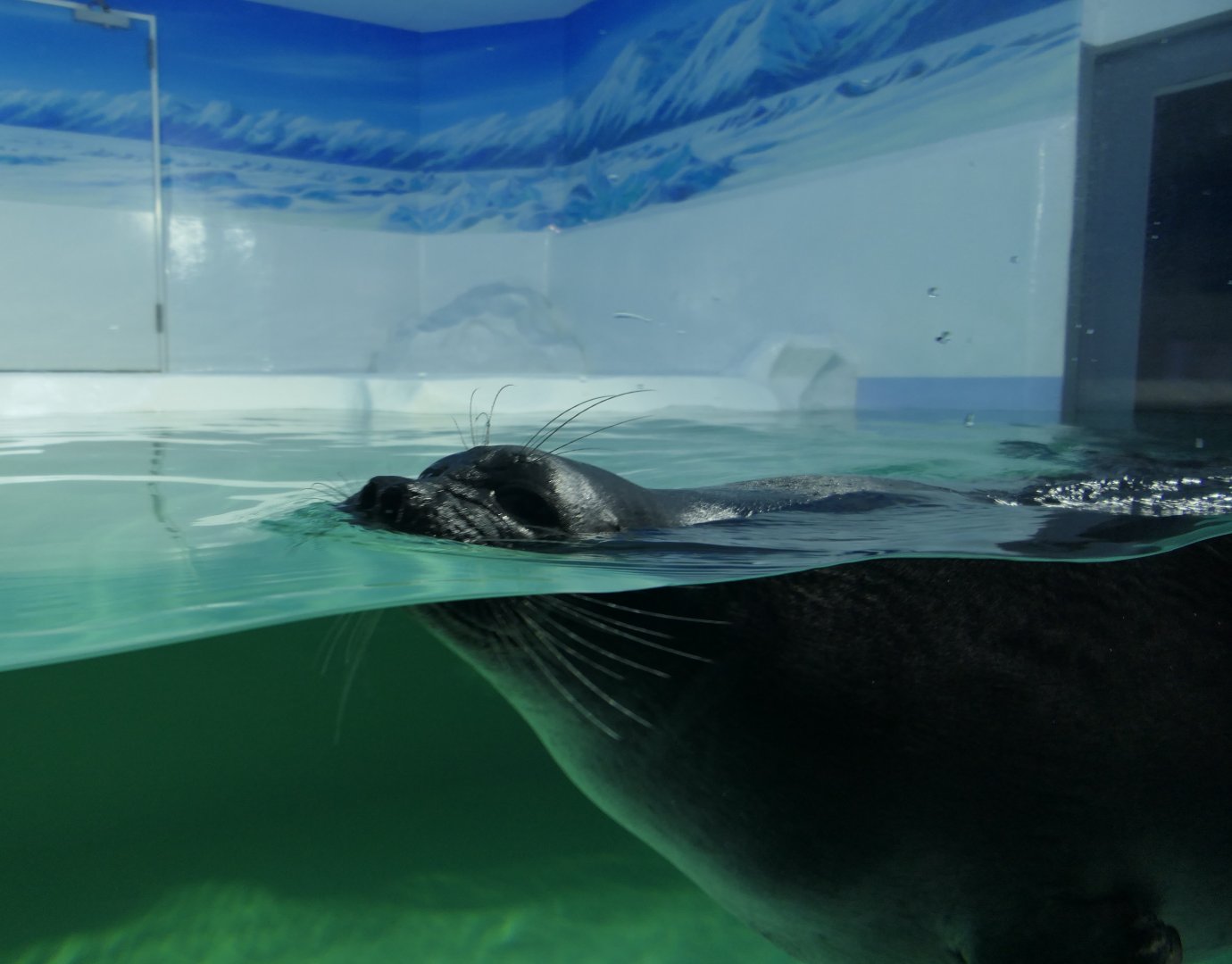 Baikal Seal (Pusa sibirica) - Lake Biwa Museum