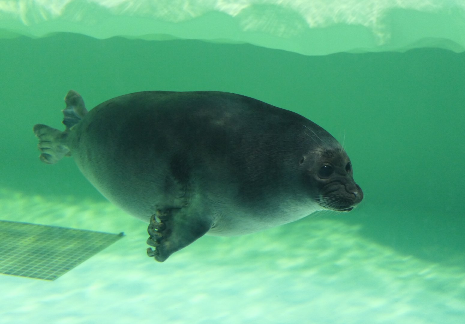 Baikal Seal (Pusa sibirica) - Lake Biwa Museum