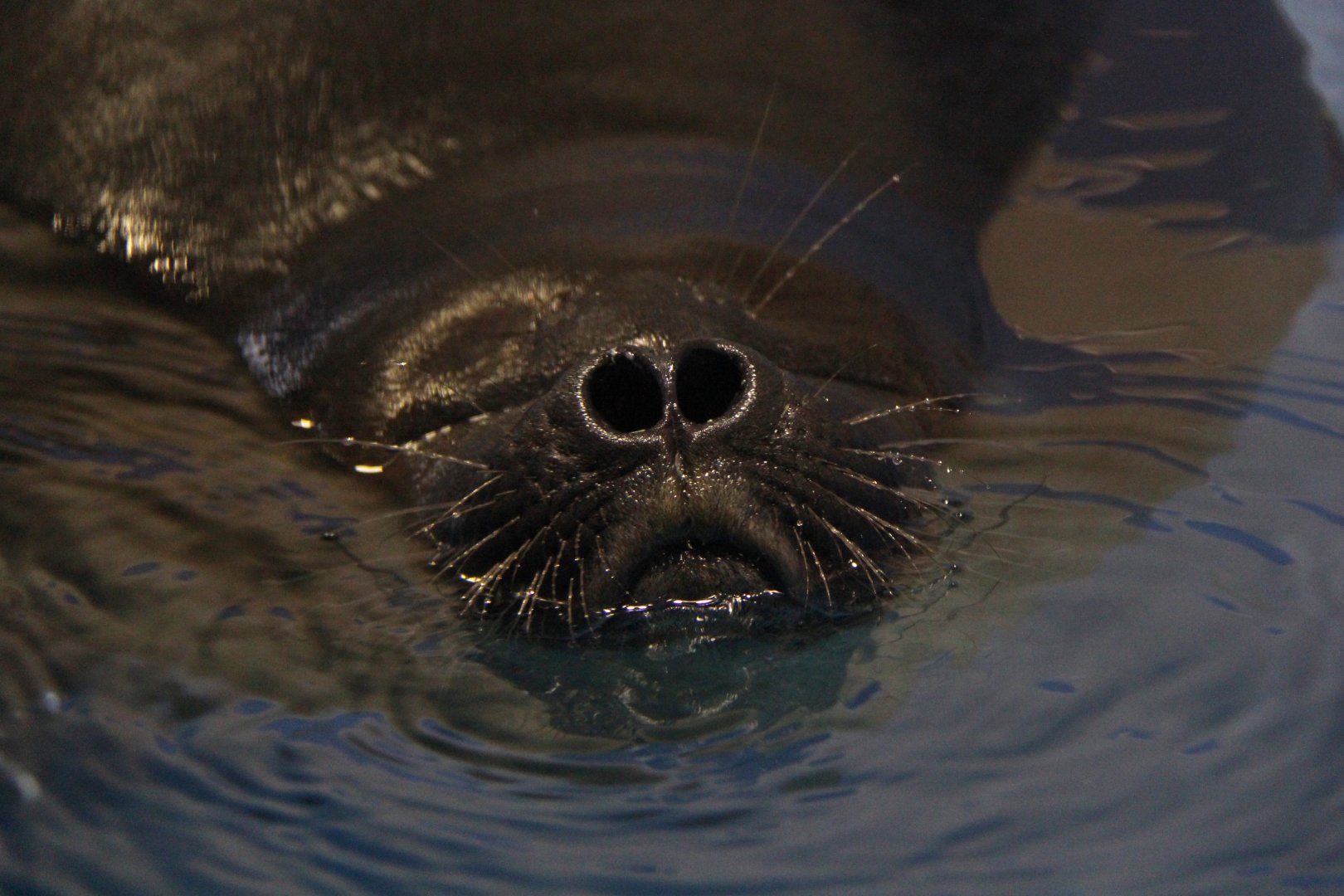 Baikal seal (Pusa sibirica) nostril closeup